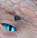 DGBPRCStudBasicC_R/L