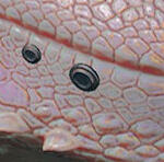 DGBPRCStudBasicD_L/R