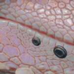 DGBPRCStudBasicA_R/L