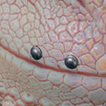 DGBPRCStudBasicA_R/L