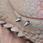 DGBPRCStudBasicF_R/L