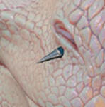 DGBPRCRingSpikeA_R/L