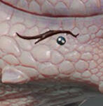 PRCDgbBarbarianElkAntlerMouthR/L