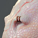 PRCDgbBarbarianElkRing_L