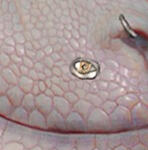 PRCDgbBarbarianEagleStud