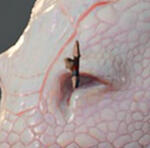 PRCDgbBarbarianWolfRing_L