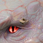 PRCDgbBarbarianWolfStudBR