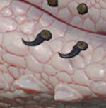 PRCDgbBarbarianWolfLowLip_R