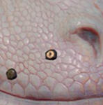 PRCDgbBarbarianWolfStud_R