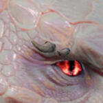 PRCDgbBarbarianWolfBrow_R