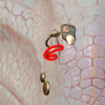 PRCDgbBarbarianBearHelixRingRB