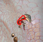 PRCDgbBarbarianBearHelixRing_R