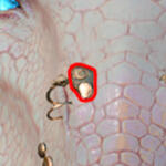 PRCDgbBarbarianBearBridge_R