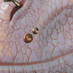 PRCDgbBarbarianBearStub_R/L