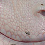 PRCDgbBarbarianTigerUplip_R