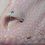 PRCDgbBarbarianTigerStud