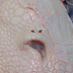 PRCDgbBarbarianTigerNostril_R/L