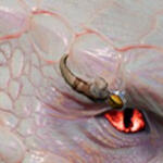 PRCDgbBarbarianTigerBrow_R/L